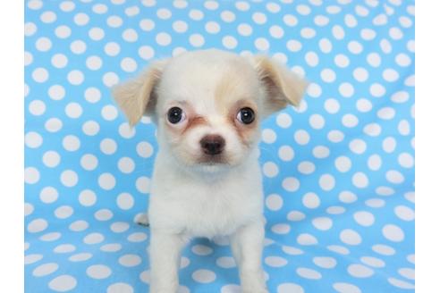 成約済の千葉県のチワワ(ロングコート)-98486の6枚目